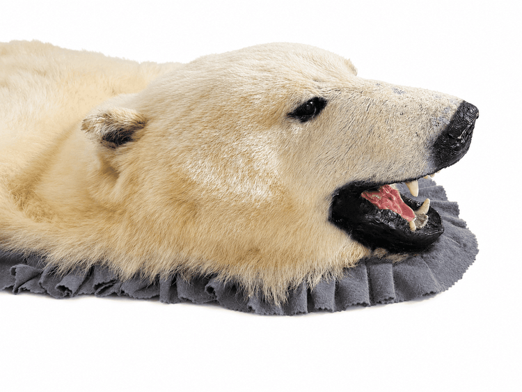 Side-profile close-up of an antique polar bear rug head showing the glass eye, black nose, open mouth, teeth, and grey trim