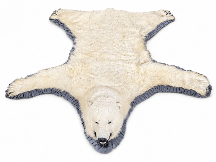 Full-length polar bear taxidermy rug laid flat on a white studio background, showing the hide, paws, head, and decorative trim.
