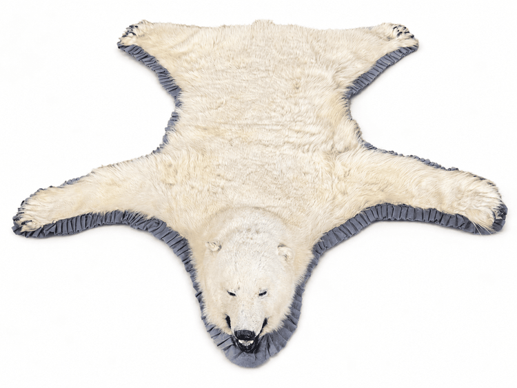 Full-length polar bear taxidermy rug laid flat on a white studio background, showing the hide, paws, head, and decorative trim.