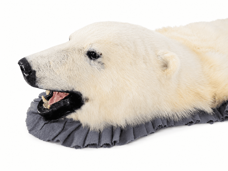Left-side-profile close-up of an antique polar bear rug head showing the glass eye, black nose, open mouth, teeth, and grey trim.
