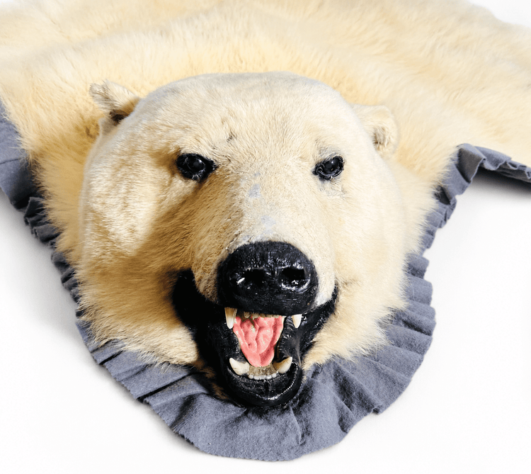 Front-facing antique polar bear hide rug shown on a neutral white background with mounted head and open mouth