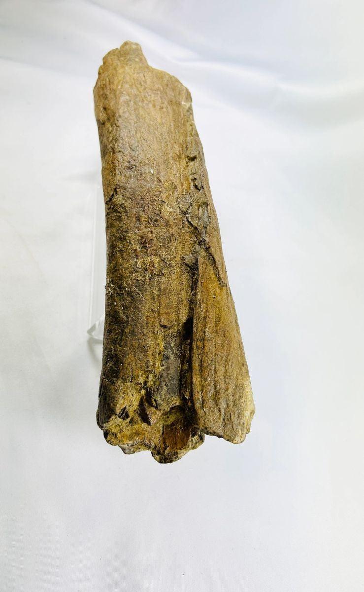 Fossilized theropod dinosaur bone from the Cretaceous Period, approximately 11 inches long, collected in Wyoming, USA, showing natural mineralization and preserved surface texture.