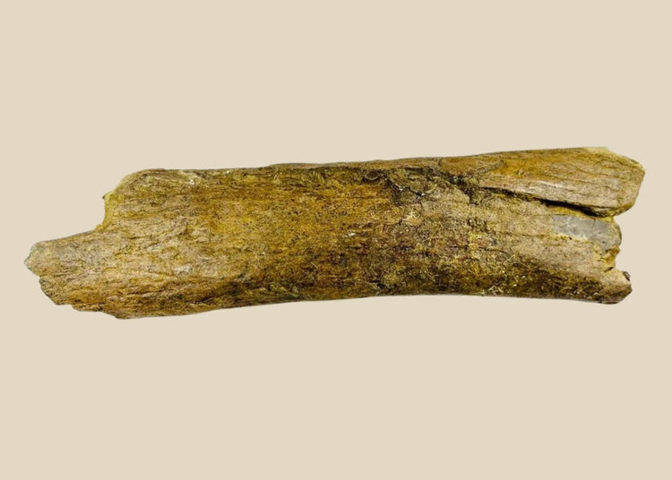 Fossilized theropod dinosaur bone from the Cretaceous Period, approximately 11 inches long, collected in Wyoming, USA, showing natural mineralization and preserved surface texture.
