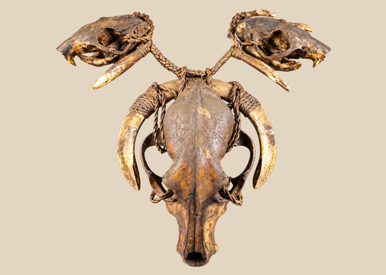 Ethnographic ceremonial necklace featuring a central wild dog skull, flanked by rodent skulls and pig teeth, strung on woven twine, used in shamanic or warrior rituals.