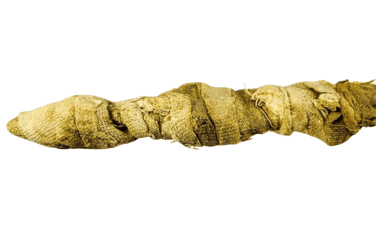 Detailed view of the ancient Egyptian juvenile crocodile mummy showing the preserved tapered body and centuries-old linen wrapping.