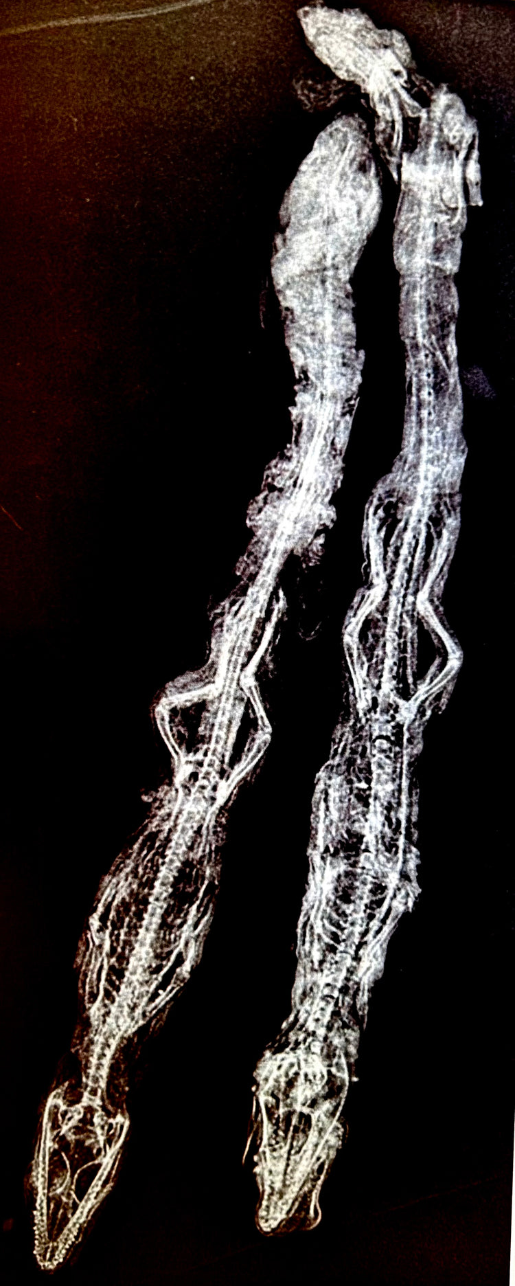X-ray image showing internal structure of ancient Egyptian crocodile mummy, verified votive specimen.