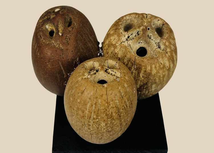 Pre-Columbian modified palm seed pods used as rattle elements in ritual instruments