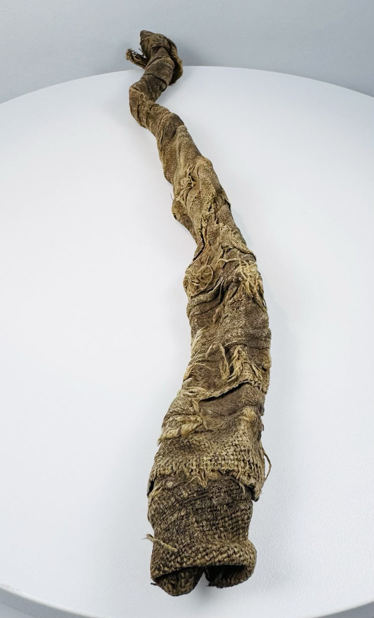 Sacred Sobek votive crocodile mummy from Egypt dating to the Late Period through Early Roman Period