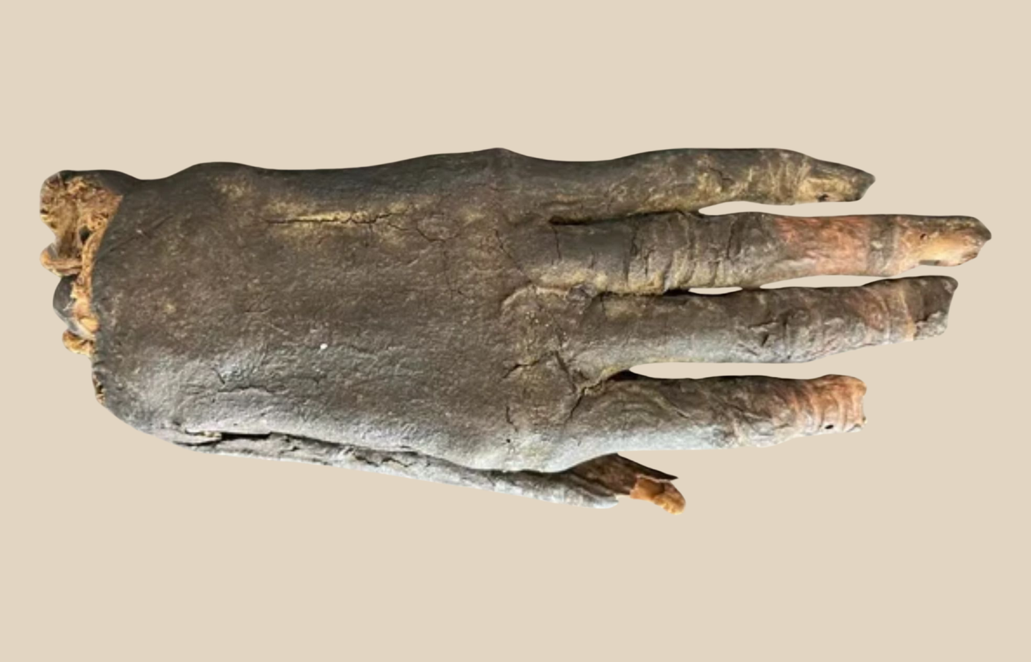 Authentic Ancient Egyptian Mummified Hand for Sale - DNA Analysis