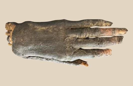 Authentic Ancient Egyptian Mummified Hand for Sale - DNA Analysis