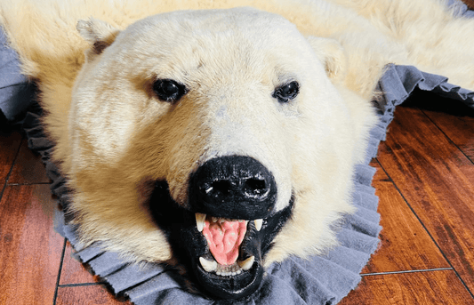 Authentic polar bear rug head mount with open mouth and detailed taxidermy work.