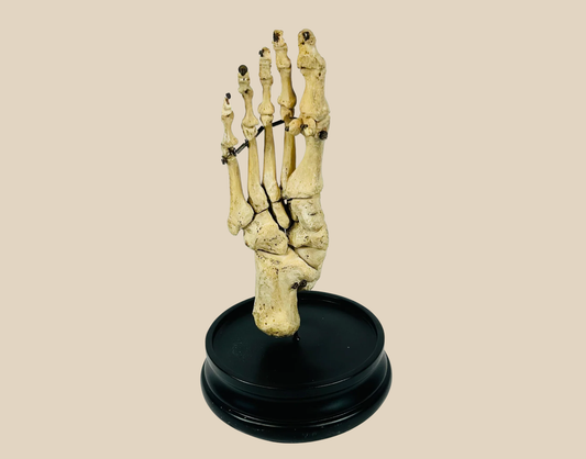 Medical, Oddities & Curiosities