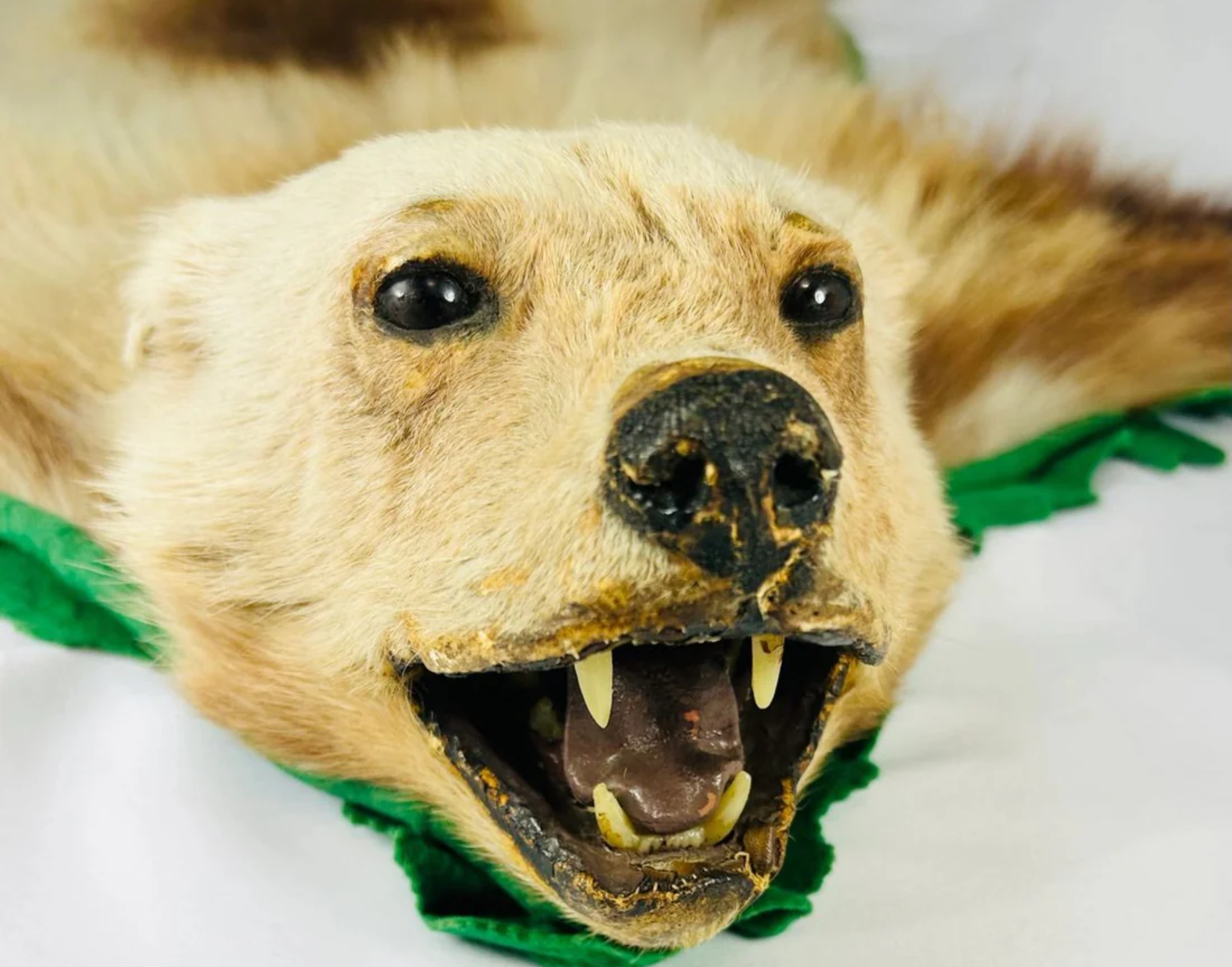 Taxidermy animal head with open mouth and visible teeth, mounted on a green fabric backing against a white background