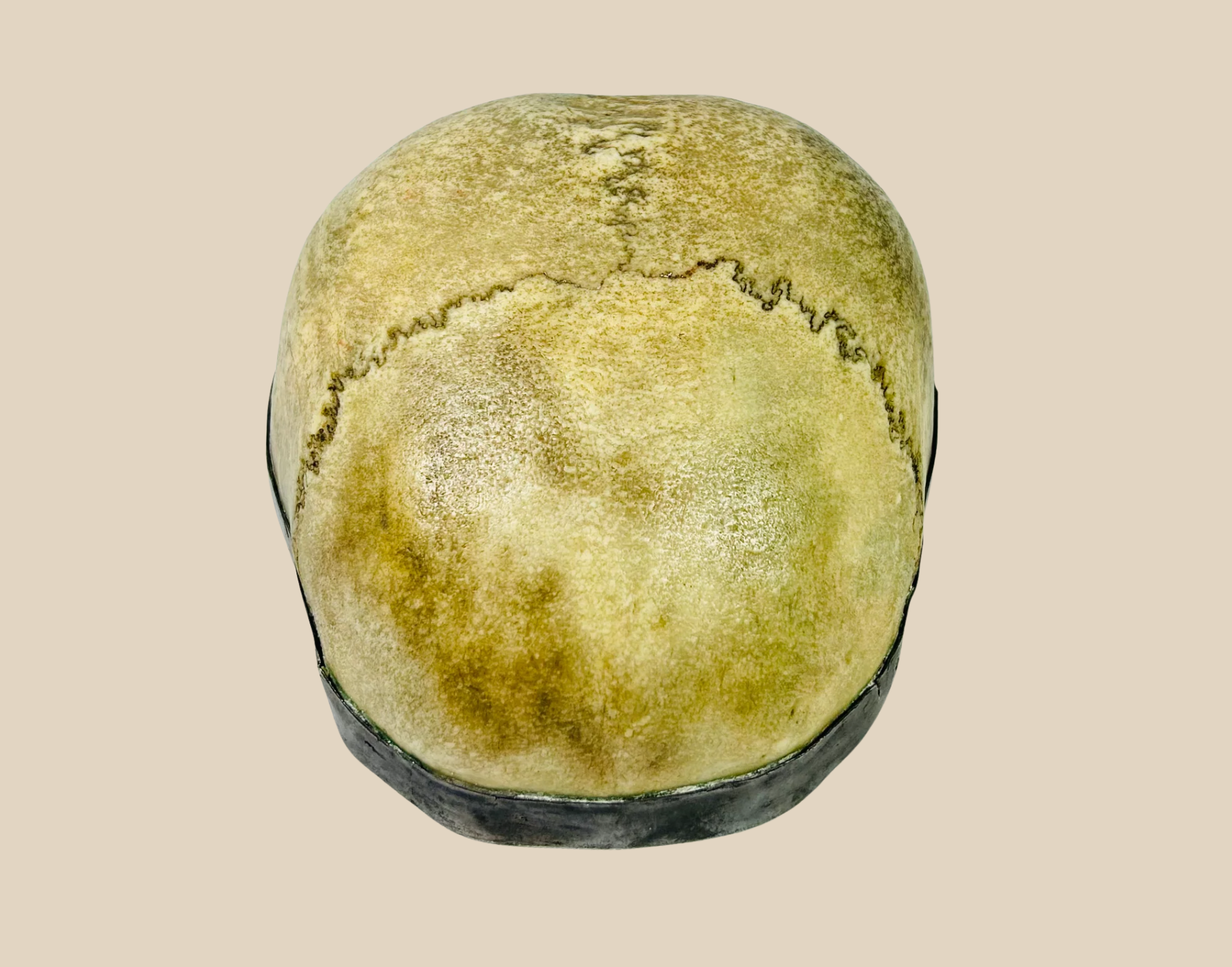 Preserved human skull fragment displaying natural bone coloration and cranial sutures