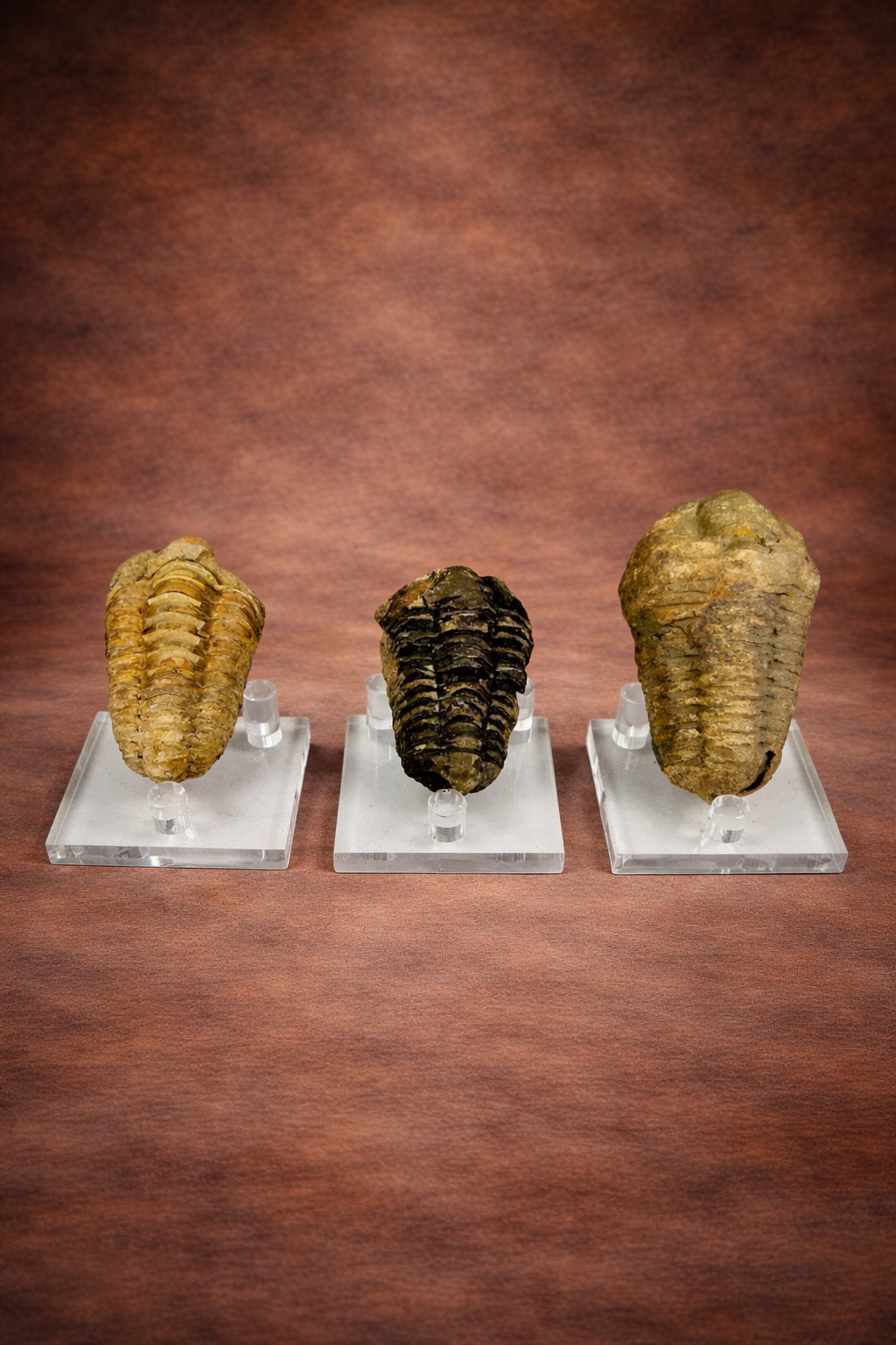 Three fossilized trilobite specimens displayed on clear acrylic stands against a warm brown studio background.