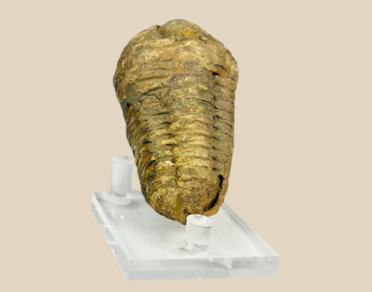 Fossils, Minerals & Prehistoric Relics