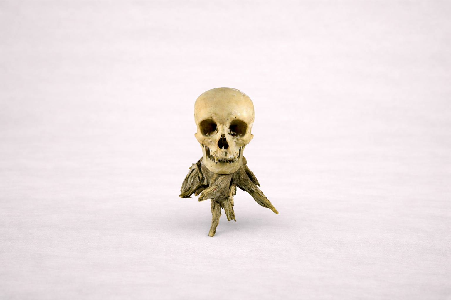 19th century anatomical human skull medical specimen displayed on natural wood stand against neutral background