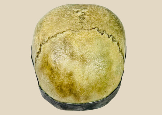 Authentic 19th century Tibetan Buddhist kapala (ritual skull cup) crafted from human skull with silver lining and rim, polished bone with visible cranial sutures, used in Tantric rituals and cemetery meditations
