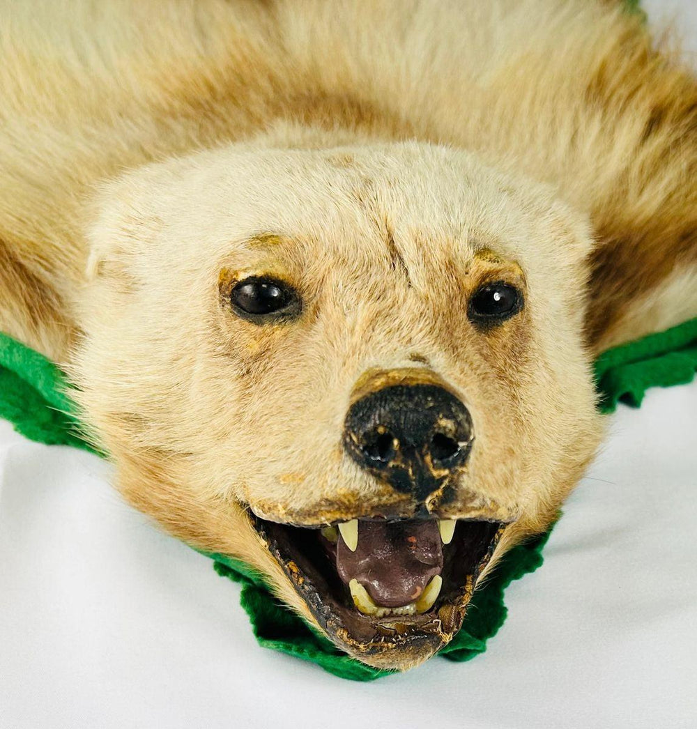 Close-up side profile of early 20th-century wolverine taxidermy rug head, showing preserved facial details, glass eyes, and green felt border – Relic and Rarity.