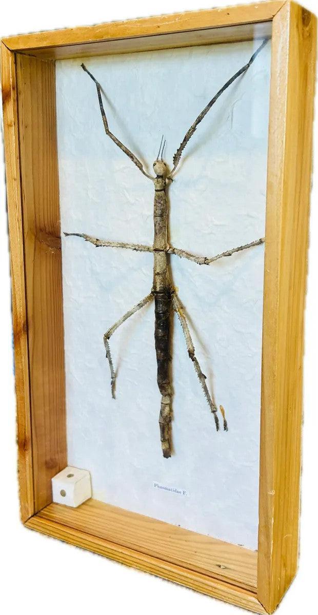 Vintage Phasmatidae stick insect specimen from Southeast Asia preserved in a wooden glass display frame, natural history entomology collectible