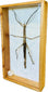 Vintage Phasmatidae stick insect specimen from Southeast Asia preserved in a wooden glass display frame, natural history entomology collectible