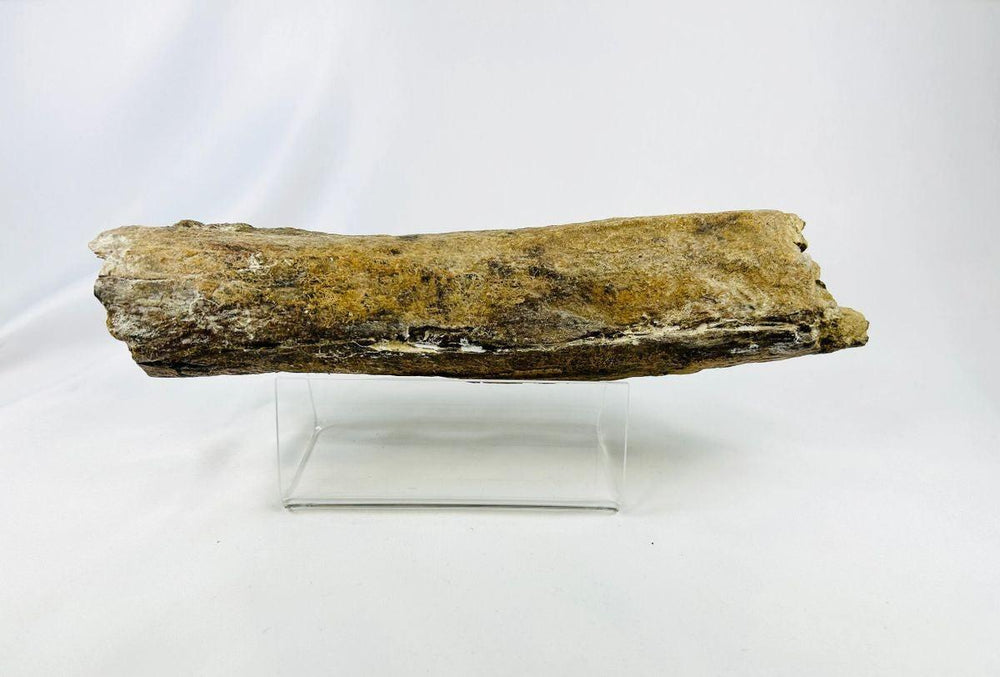 Cretaceous theropod dinosaur fossil bone — lateral view revealing natural coloration and fossil structure, Wyoming, USA