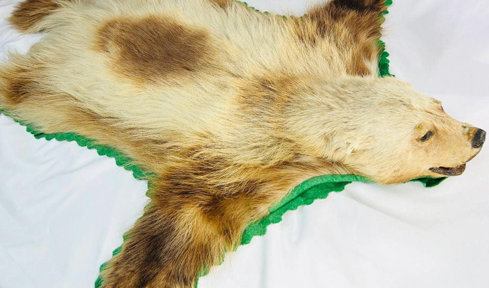 Side view of early 20th-century wolverine taxidermy rug from Northern North America, showing preserved fur pattern, head profile, and green felt edging – Relic and Rarity.