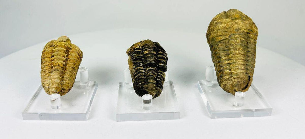 Detailed trilobite fossil highlighting preserved exoskeleton and natural texture