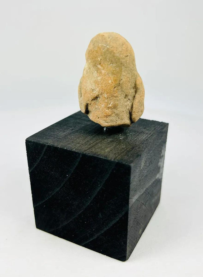 Museum-style presentation of a Pre-Columbian terracotta head fragment