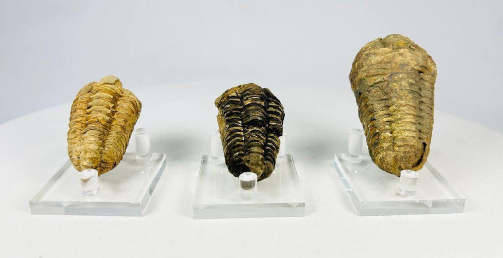 Close-up view of a Devonian trilobite fossil showing segmented thorax and cephalon