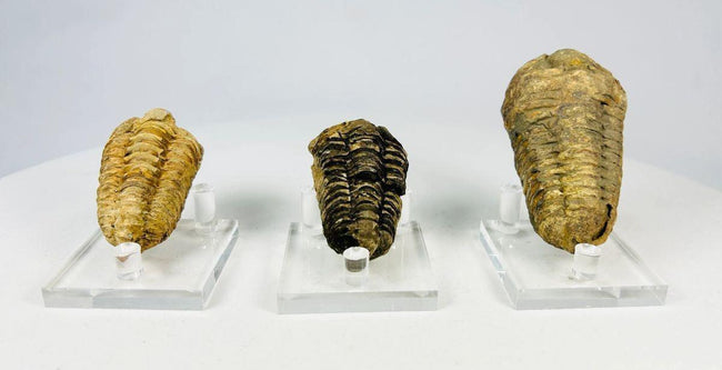 Close-up view of a Devonian trilobite fossil showing segmented thorax and cephalon