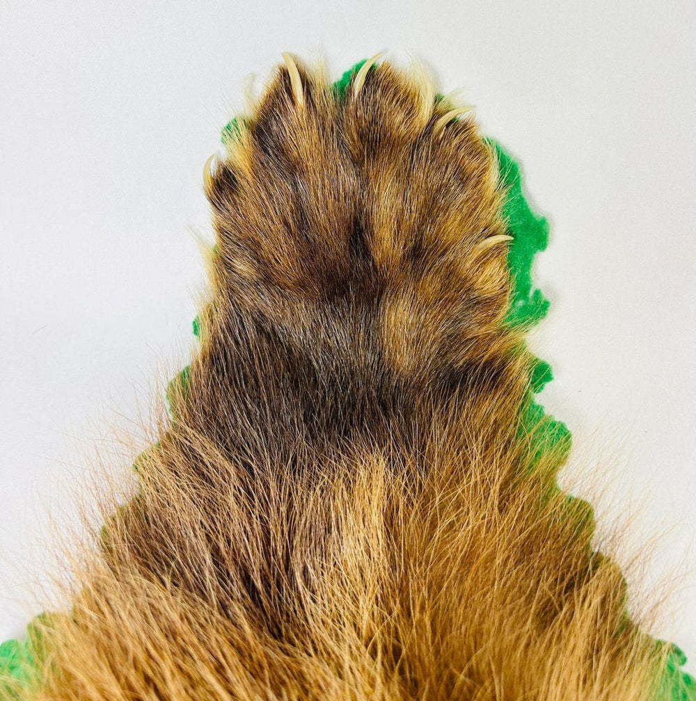 Detailed close-up of early 20th-century wolverine taxidermy rug showing preserved fur texture, dorsal stripe, and felt edging from Northern North America – Relic and Rarity.