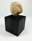 Front view of an ancient Near Eastern terracotta head fragment on display stand