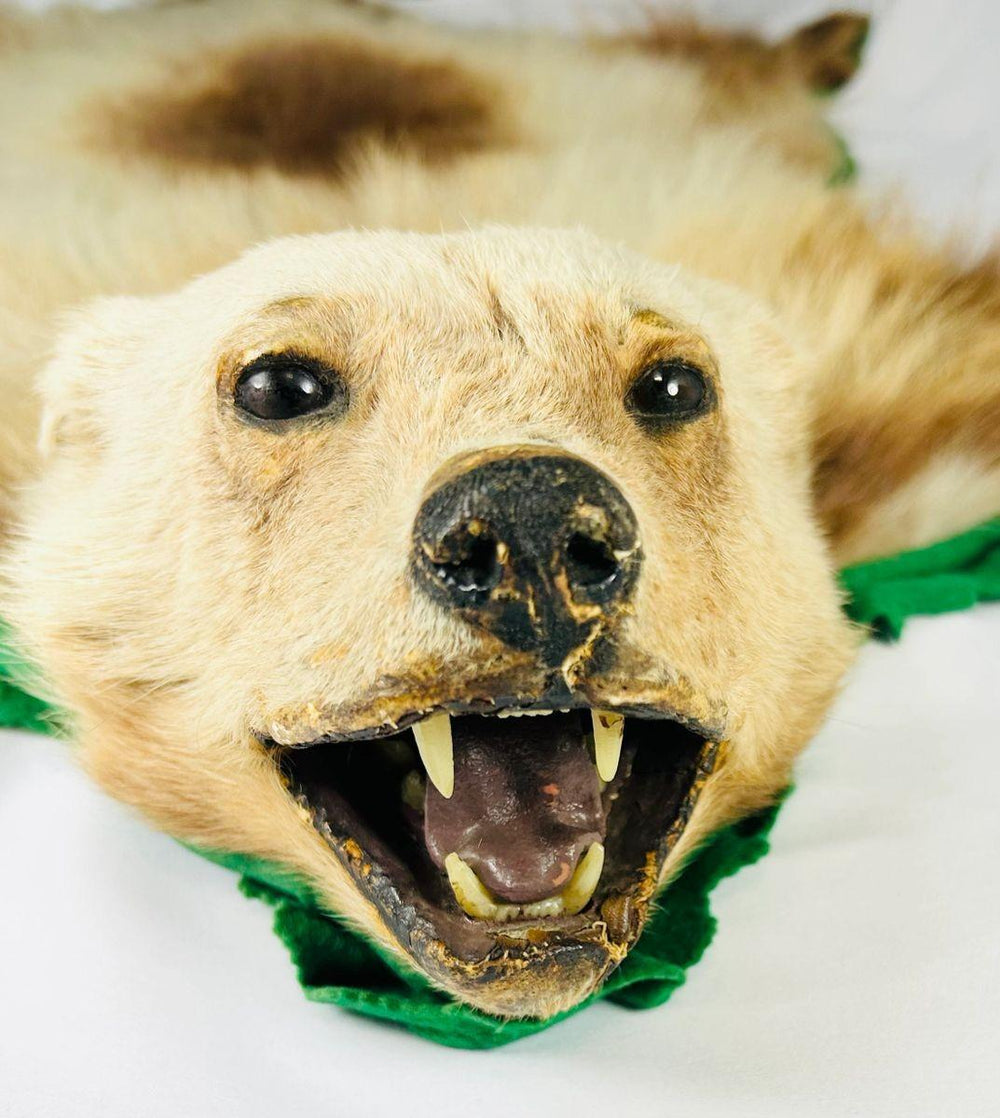 Close-up of early 20th-century wolverine taxidermy rug head with open mouth showing preserved teeth, detailed fur, and glass eyes – Relic and Rarity.