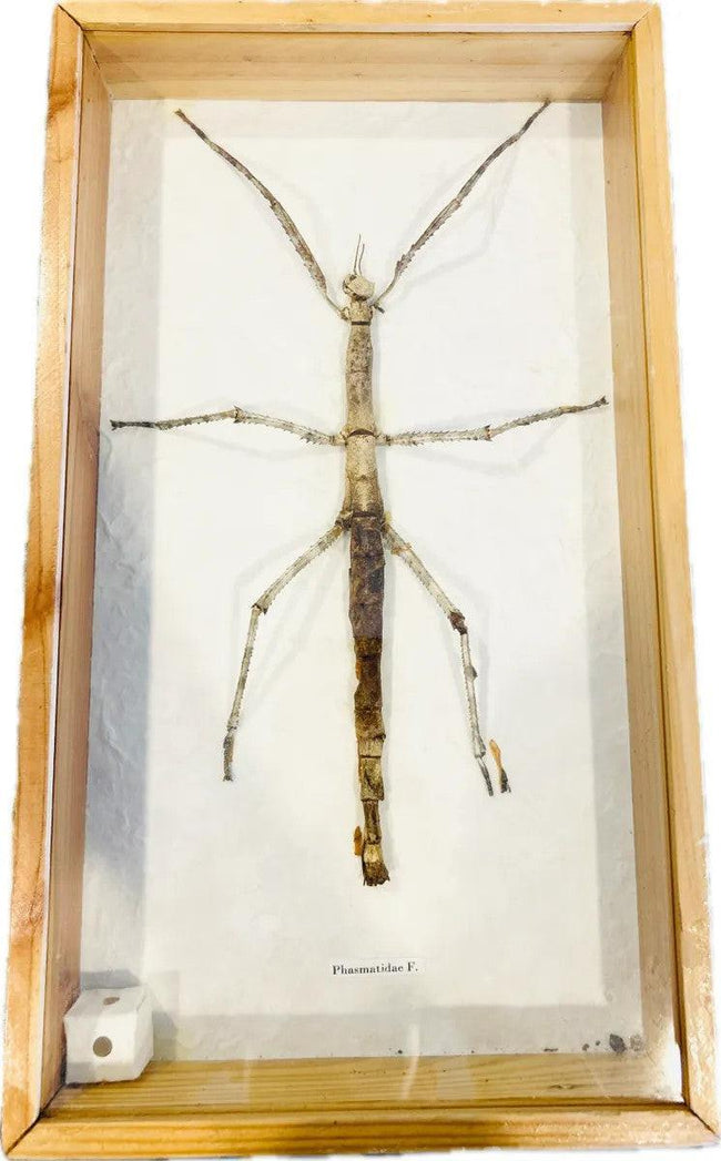 20th century framed stick insect specimen with natural camouflage, preserved Phasmatidae insect in wood and glass scientific display case