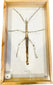 20th century framed stick insect specimen with natural camouflage, preserved Phasmatidae insect in wood and glass scientific display case