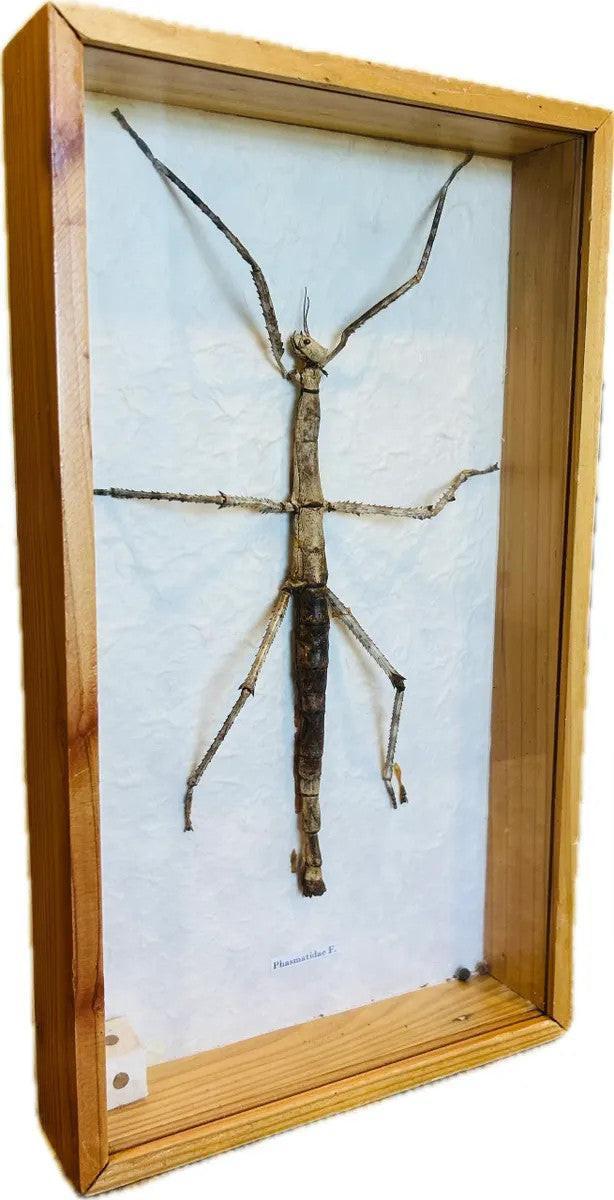 Authentic stick insect specimen (Phasmatidae) mounted in framed shadowbox display, Southeast Asian natural history insect collection