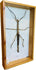 Authentic stick insect specimen (Phasmatidae) mounted in framed shadowbox display, Southeast Asian natural history insect collection