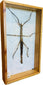 Authentic stick insect specimen (Phasmatidae) mounted in framed shadowbox display, Southeast Asian natural history insect collection