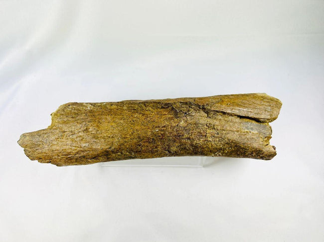 Fossilized dinosaur bone fragment with mineralized texture and age patina, Cretaceous Period, Wyoming fossil specimen
