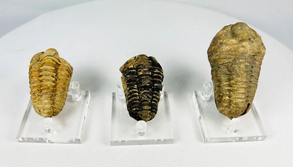 Devonian trilobite fossil displaying classic three-lobed body structure