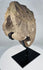 Mounted carved stone head fragment with strong architectural and sculptural presence