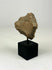Museum-style presentation of a Pre-Columbian terracotta effigy fragment