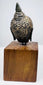 Thai bronze Buddha head with pale surface wear contrasting against dark curls across the rounded head, set on a wooden base.