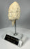 Bronze Age Mesopotamian carved alabaster head fragment