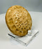 Ancient Indus Valley style stamp seal with worn symbolic carving