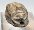 Front view of cream-colored Egyptian scarab showing carved head and body details