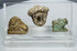 Archaeological artifact group including bovine-form Hathor amulet, miniature lion sculpture, and Hellenistic-style head.