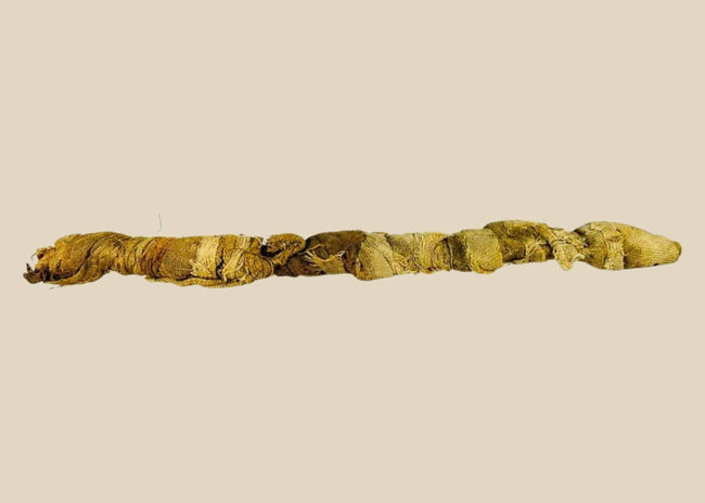 Ancient Egyptian crocodile mummy votive offering, Late Period, authentic artifact from Relic &amp; Rarity