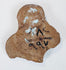 Ancient Egyptian terracotta artifact circa 200–100 BCE with sculpted female features and natural archaeological wear.